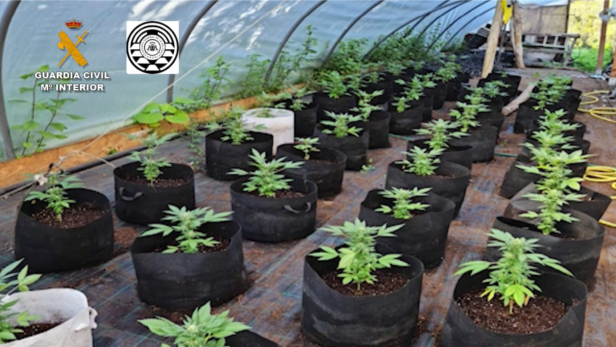 Plantas de marihuana intervenidas por la Policía Canaria y la Guardia Civil en la 'Operación Bentejui'. / Guardia Civil