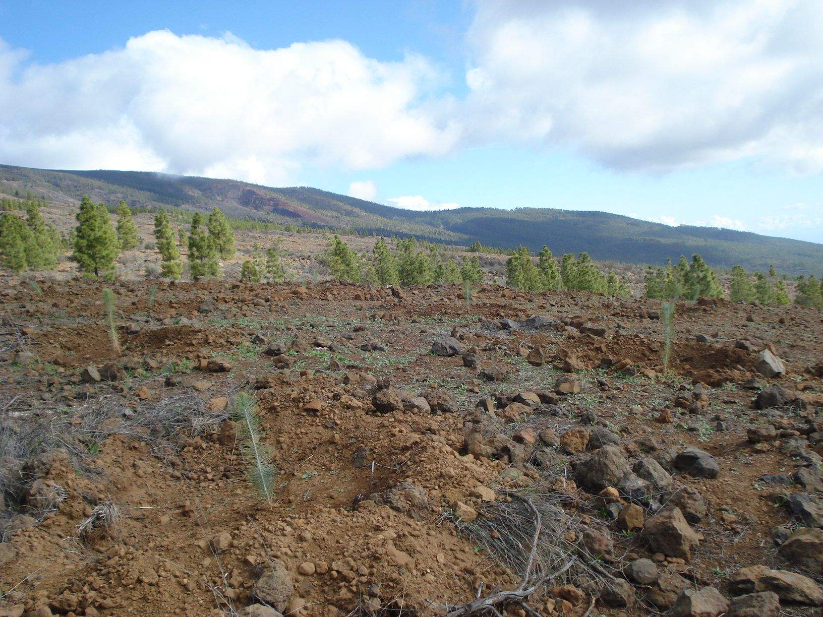 Montes de Arico donde se realizarán las repoblaciones./ Cabildo de Tenerife