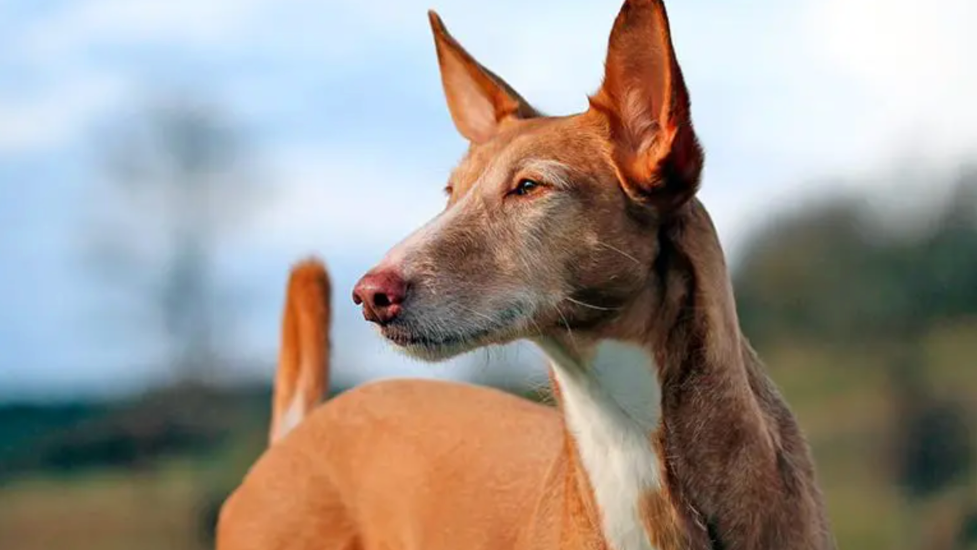 Podenco canario. / Experto animal