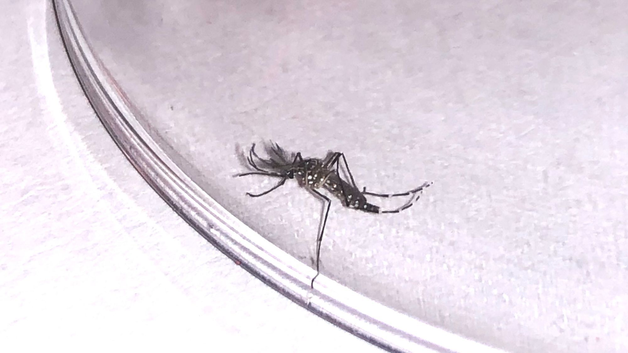 Mosquito Aedes aegypti. / Cedida