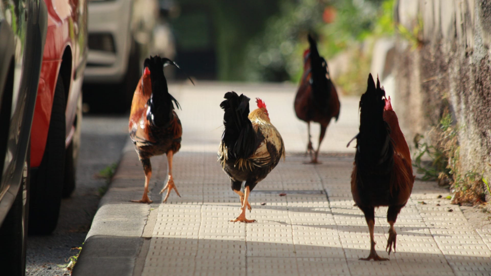 El grupo de gallos que se ha establecido en el barrio santacrucero de García Escámez./ Álvaro Oliver (AH)
