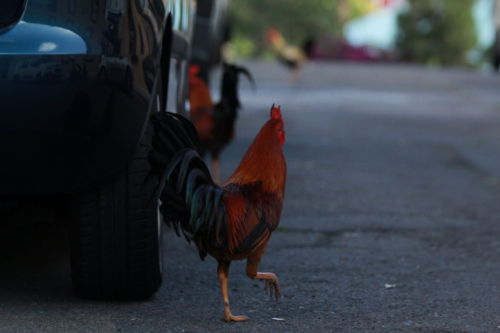 Los gallos de García Escámez, caminando entre vehículos aparcados./ Álvaro Oliver (AH)