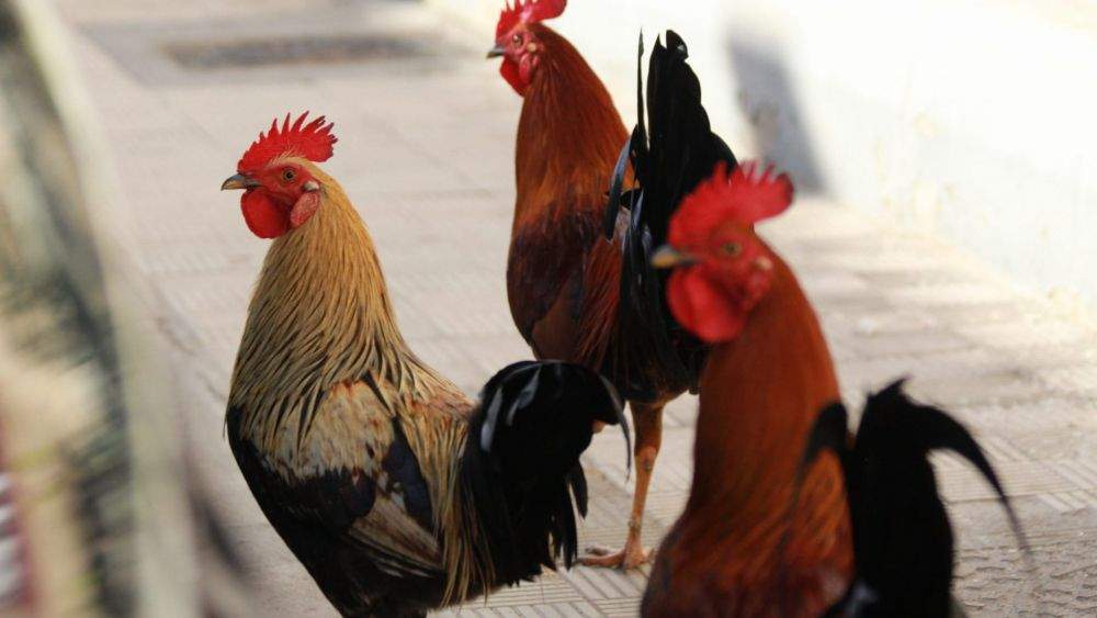 Los gallos de García Escámez./ Álvaro Oliver (AH) Los gallos de García Escámez./ Álvaro Oliver (AH)