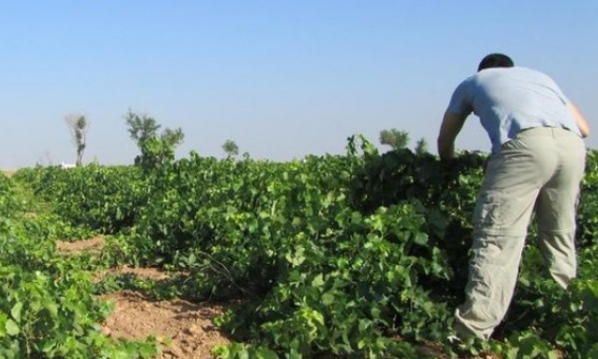 Un agricultor del sector primario./ EUROPA PRESS