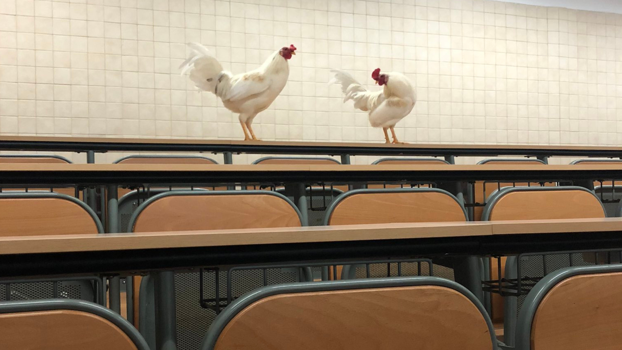 Gallinas en una de las aulas de la ULL./ Óscar Rodríguez (@Oscrguezz_) Gallinas en una de las aulas de la ULL./ Óscar Rodríguez (@Oscrguezz_)