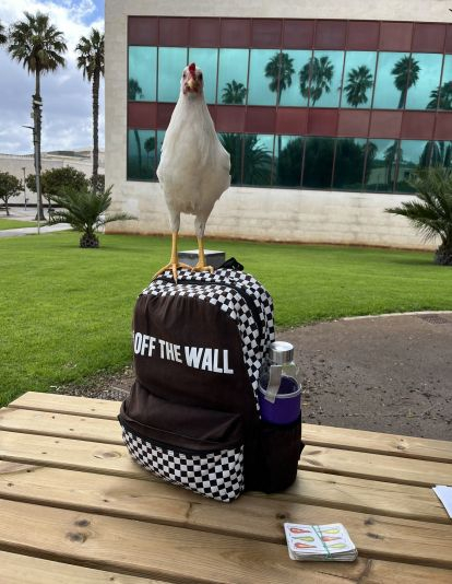Una gallina posada en la mochila de un alumno en la ULL./ @4lbalons0