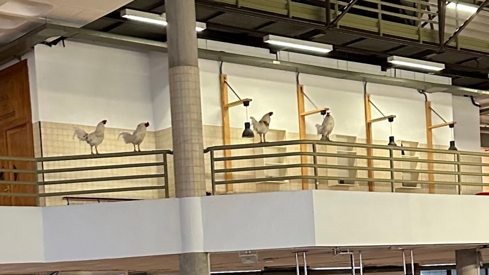 Gallinas dentro del campus de Derecho de la ULL./ Eduardo Sánchez (@_edusanchezz) Gallinas dentro del campus de Derecho de la ULL./ Eduardo Sánchez (@_edusanchezz)