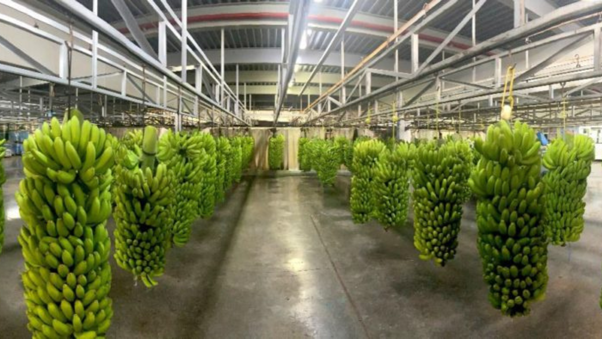 Plátanos en las instalaciones de Europlátano./ Europlátano