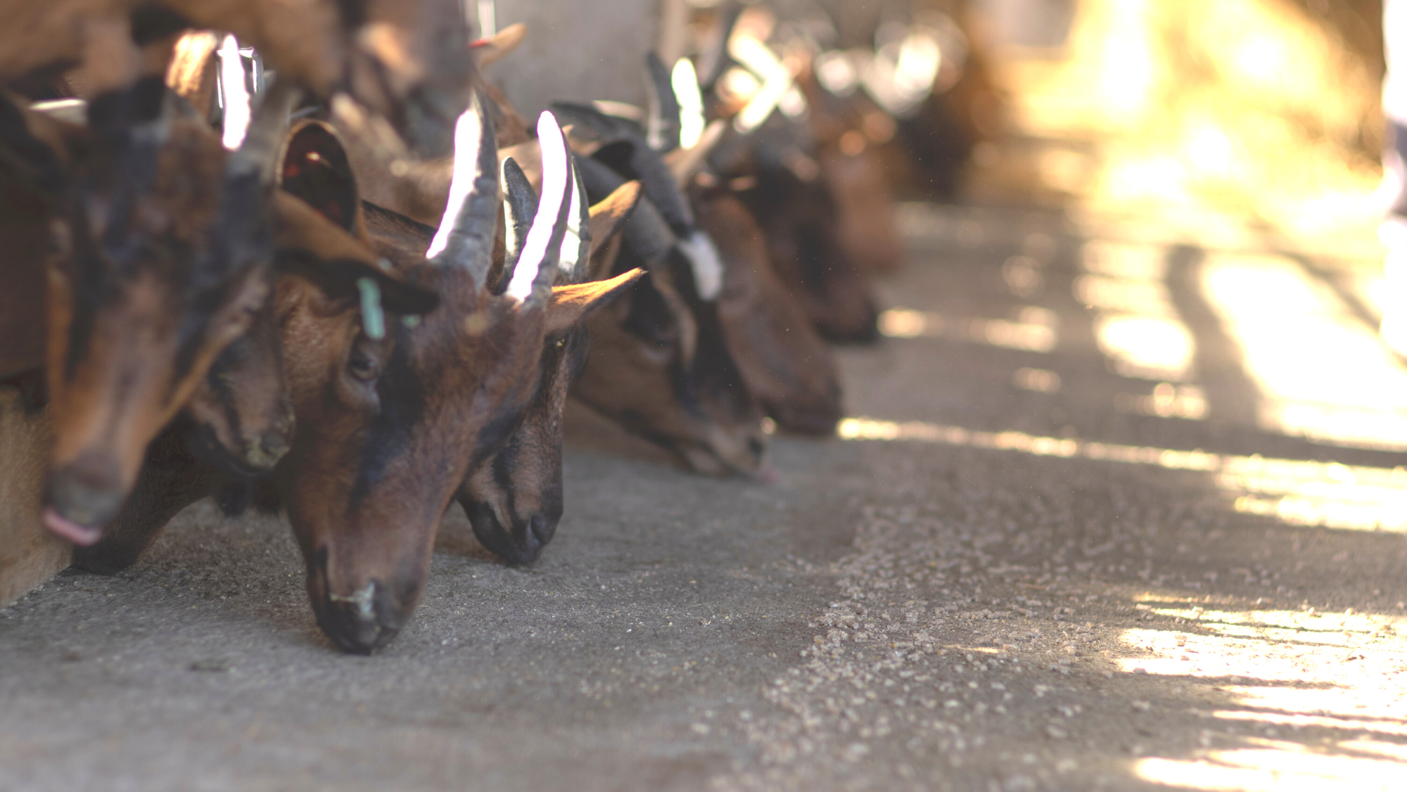 Varias cabras alimentándose de piensos./ Unsplash