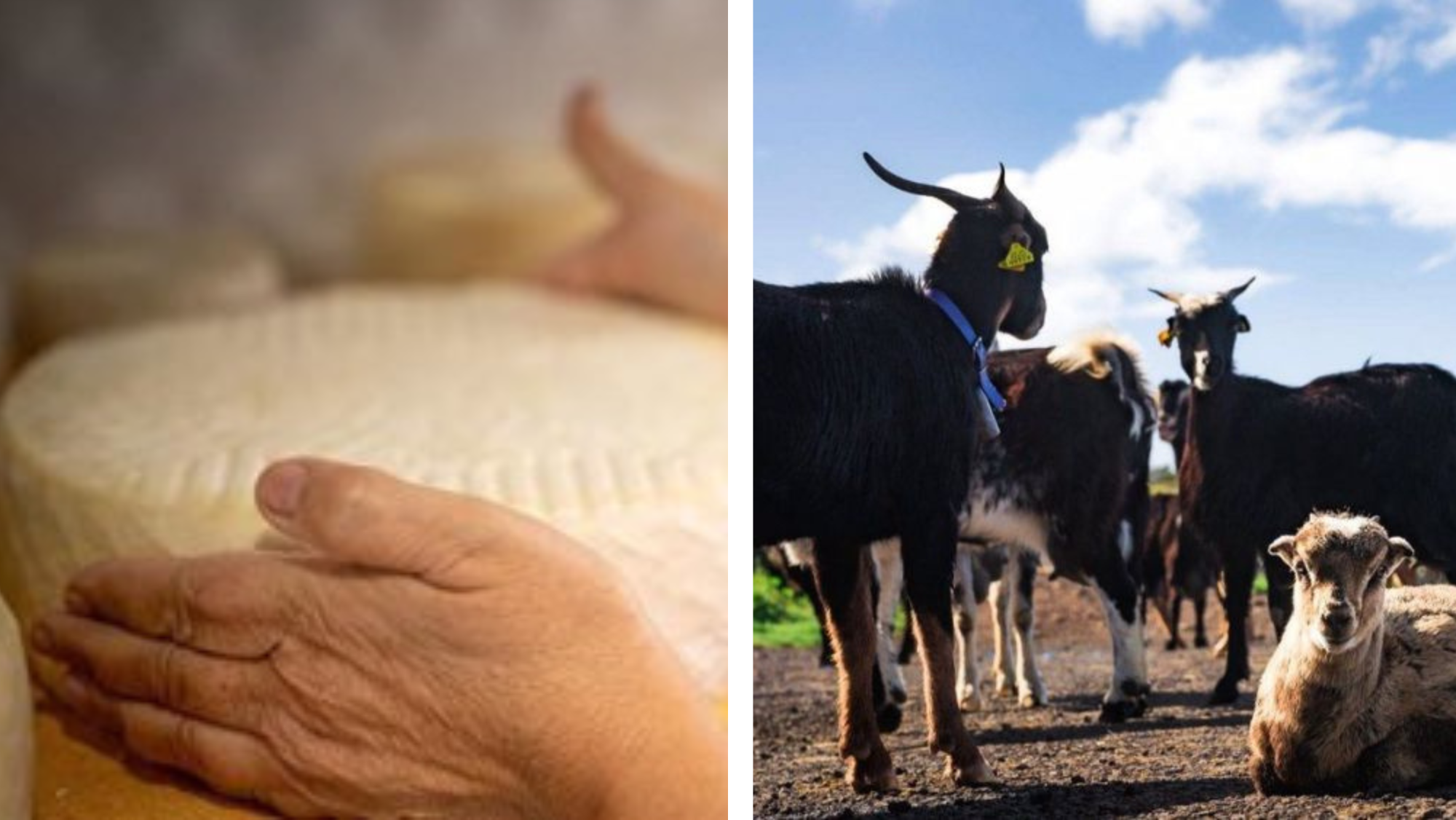 Elaboración de queso y cabras. / AH