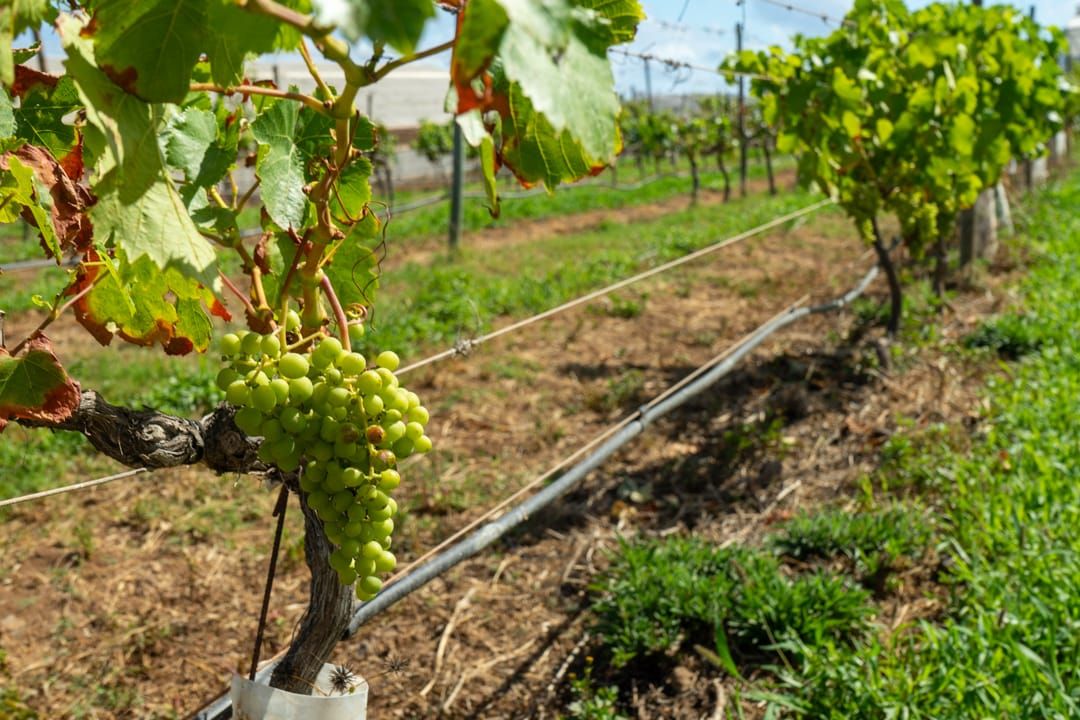 Vid en Tenerife./ Cabildo de Tenerife