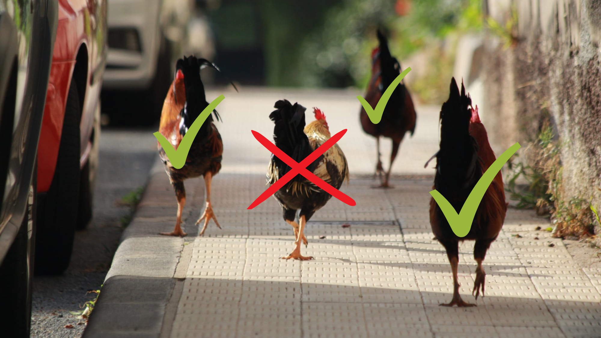 De los cuatro gallos que había en García Escámez, uno ha sido capturado y tres continúan en el barrio./ Álvaro Oliver (Atlántico Hoy) De los cuatro gallos que había en García Escámez, uno ha sido capturado y tres continúan en el barrio./ Álvaro Oliver (Atlántico Hoy)