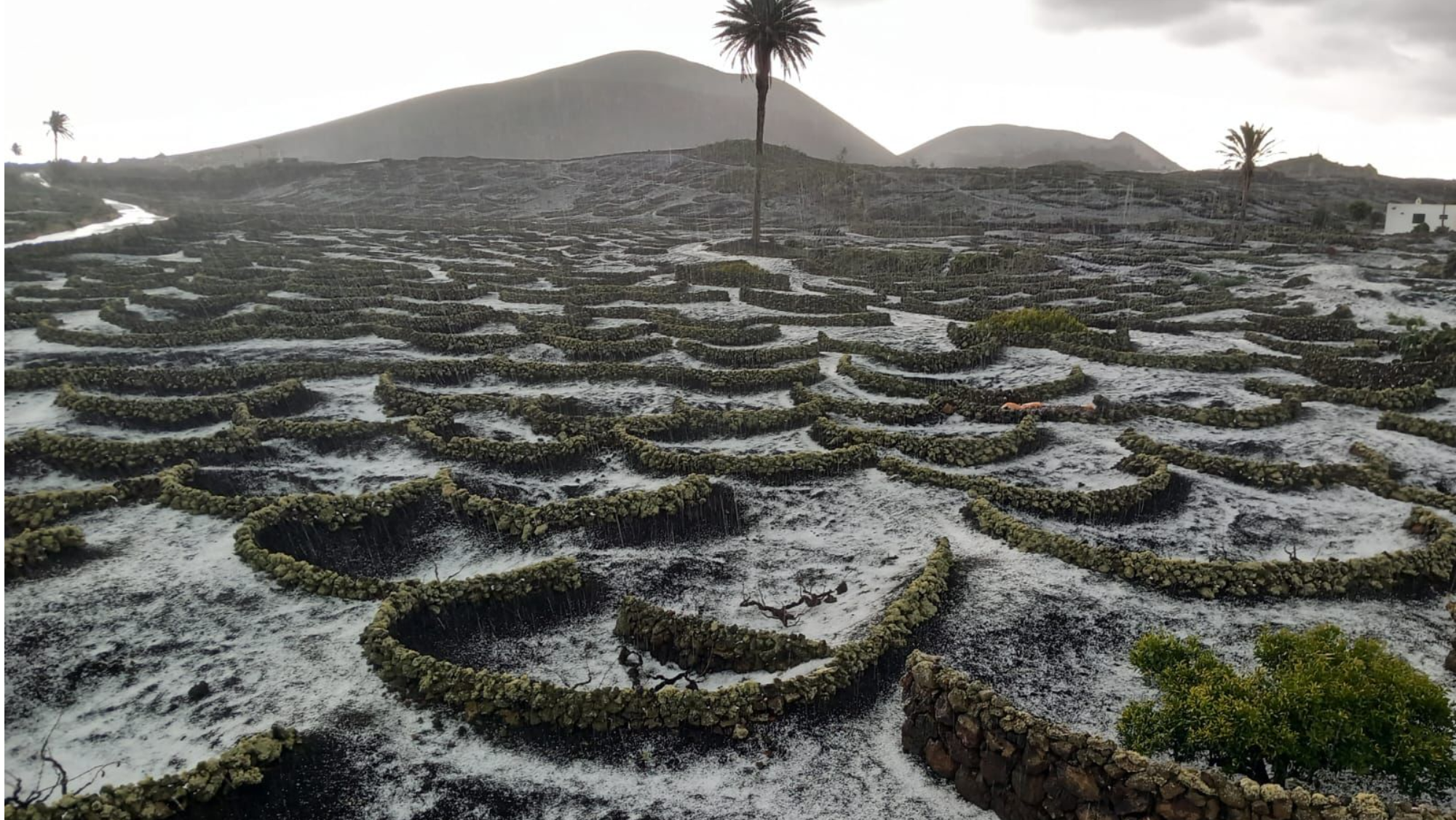Increíble imagen de La Geria cubierta por un manto blanco. REDES