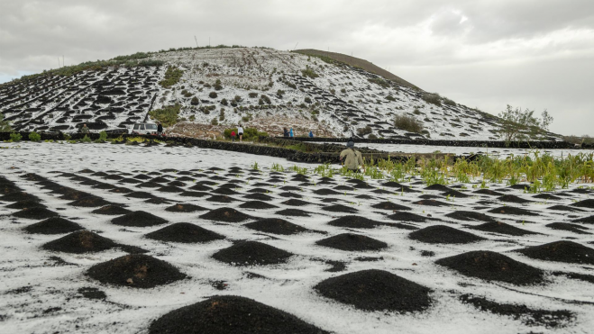  Lanzarote ha sido protagonista este sábado de un temporal de lluvia y granizo que ha afectado a toda la isla y que ofrece imágenes poco habituales en las islas Canarias. En la imagen, una loma cubierta de granizo 