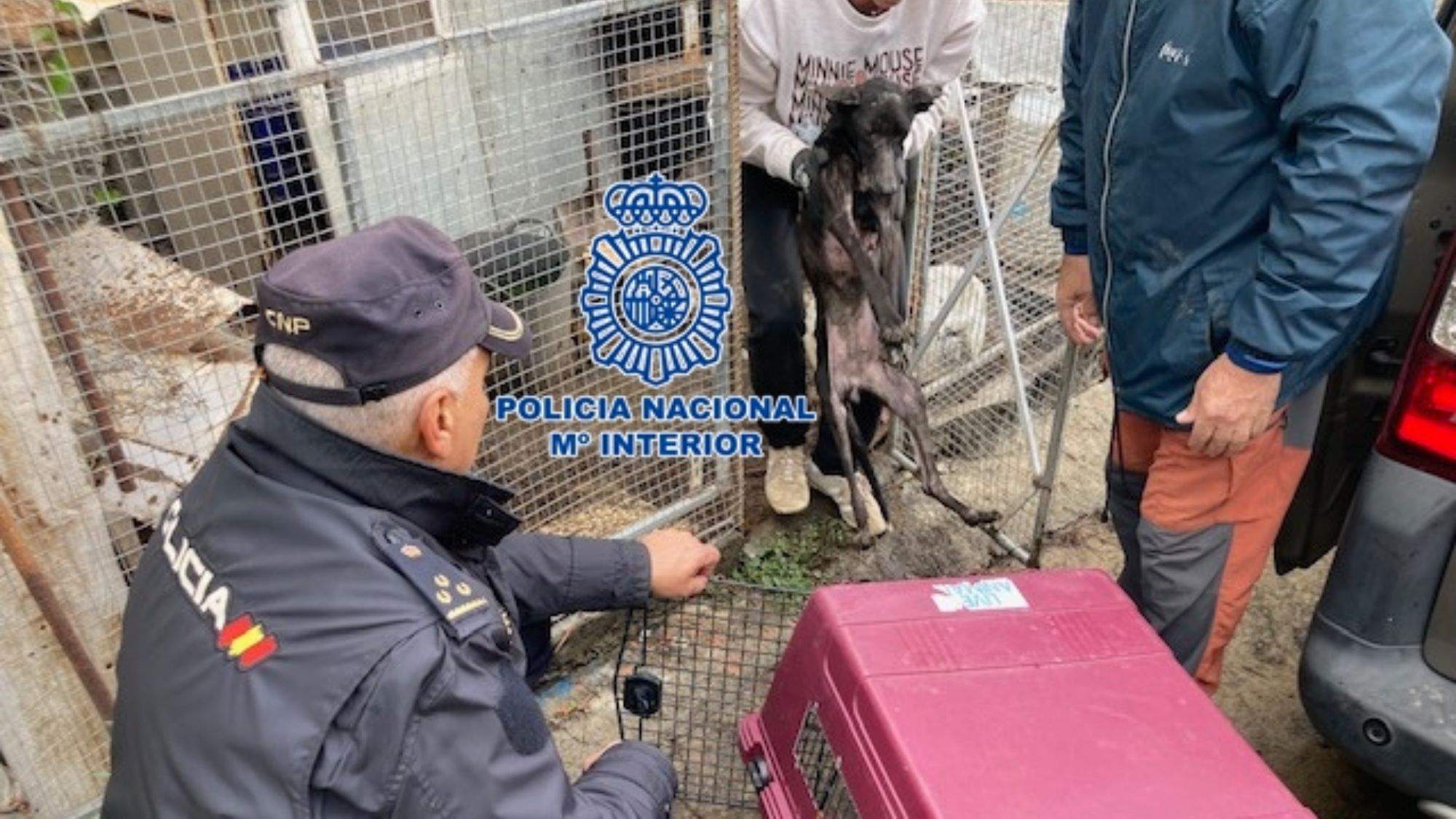La Policía Nacional rescata a uno de los cuatro perros desnutridos en La Palma. / Policía Nacional
