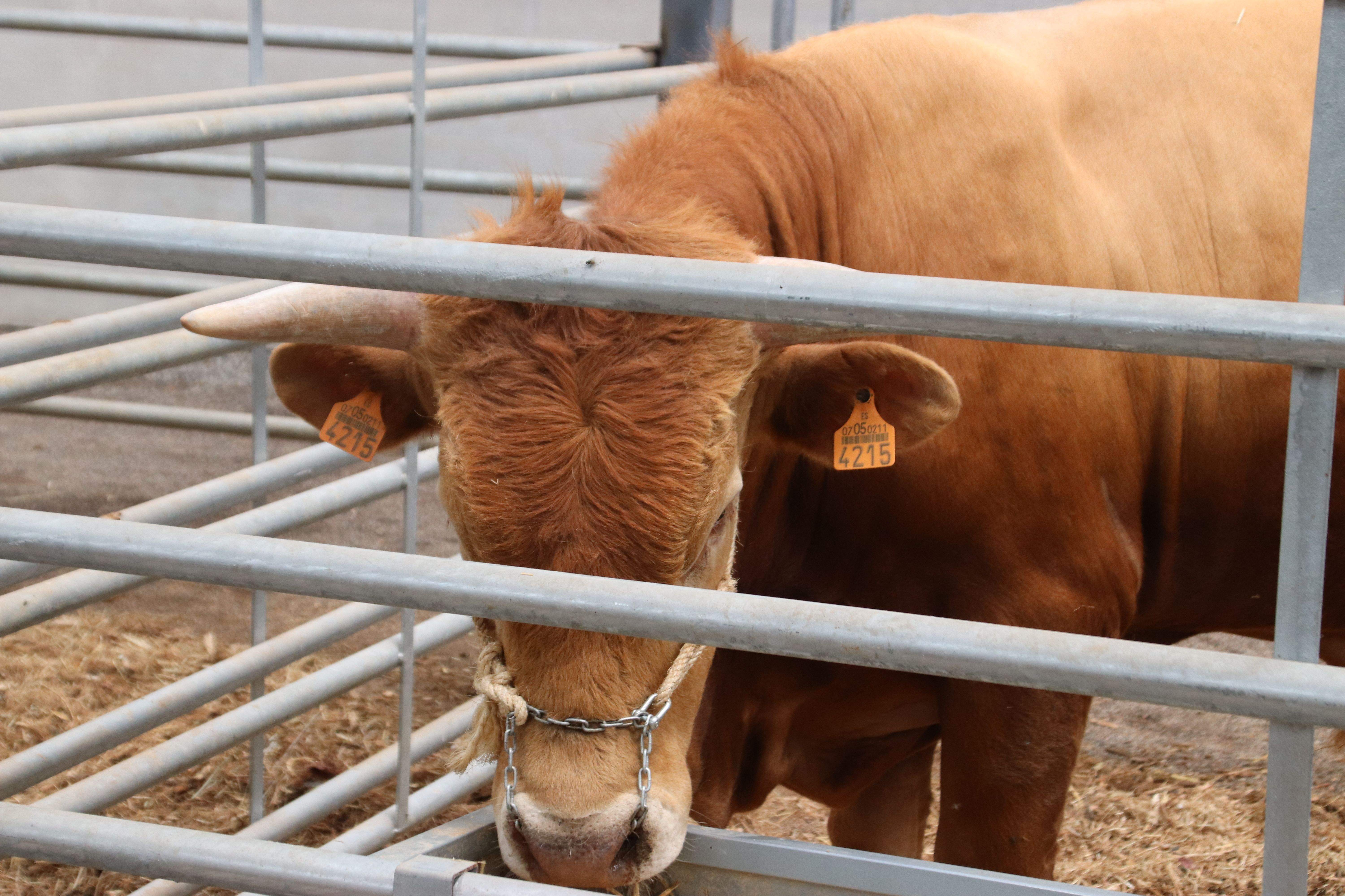 Una vaca en una explotación de ganaderos. / Gobierno de Canarias