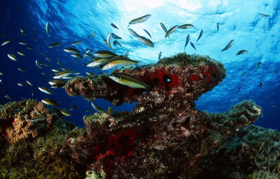 Fondo marino en la provincia occidental./ Archivo