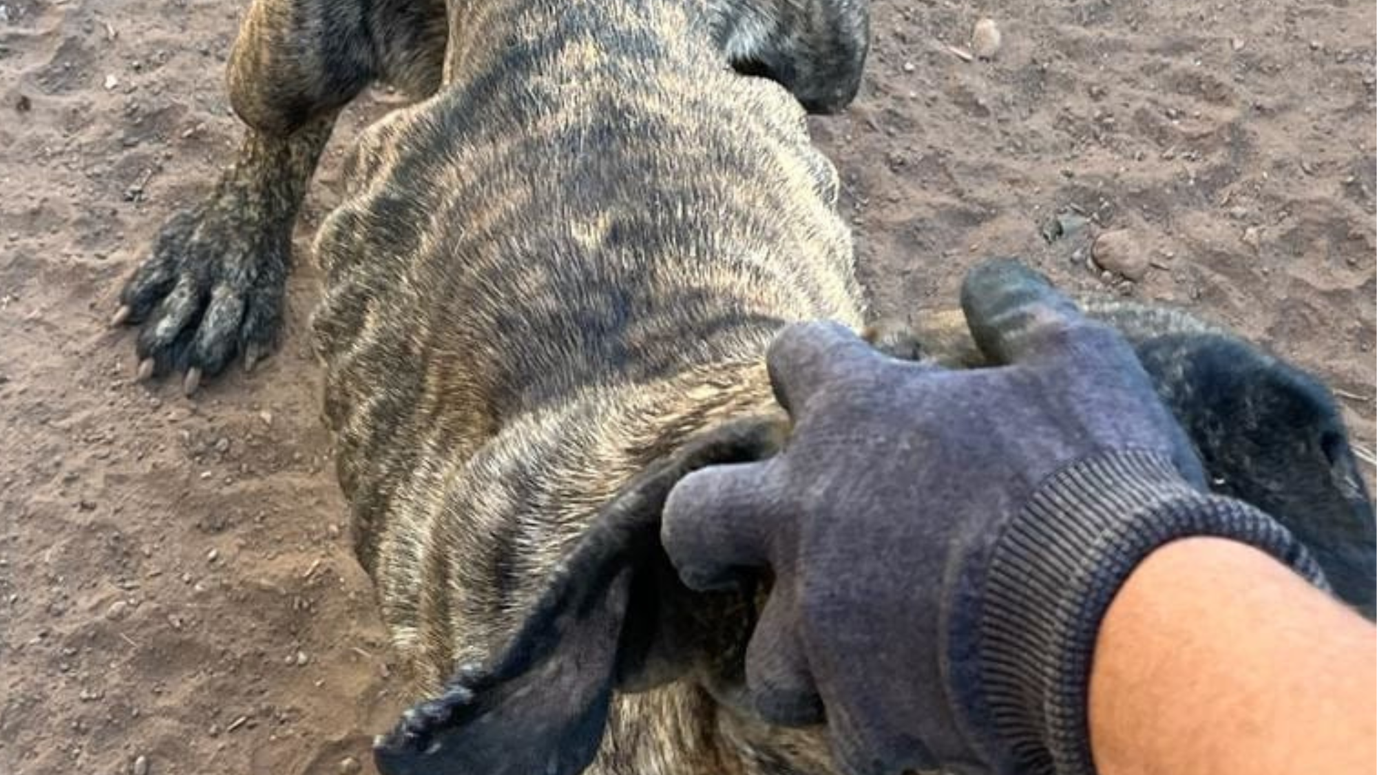 El perro rescatado por la Guardia Civil. / Guardia Civil