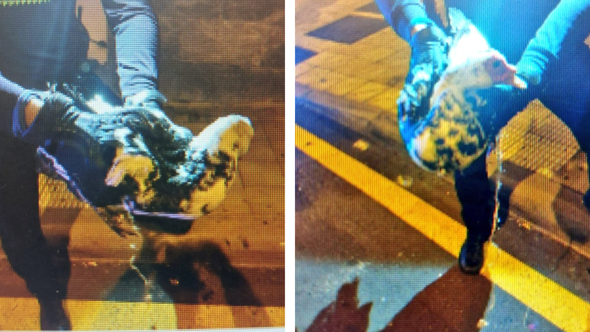 La Policía Local de Santa Cruz con el pato. / Policía SC