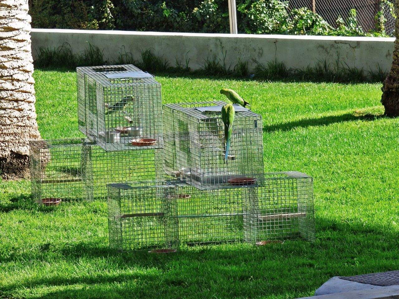 Trampa para cotorras de Kramer./ Trampa para cotorras de Kramer./