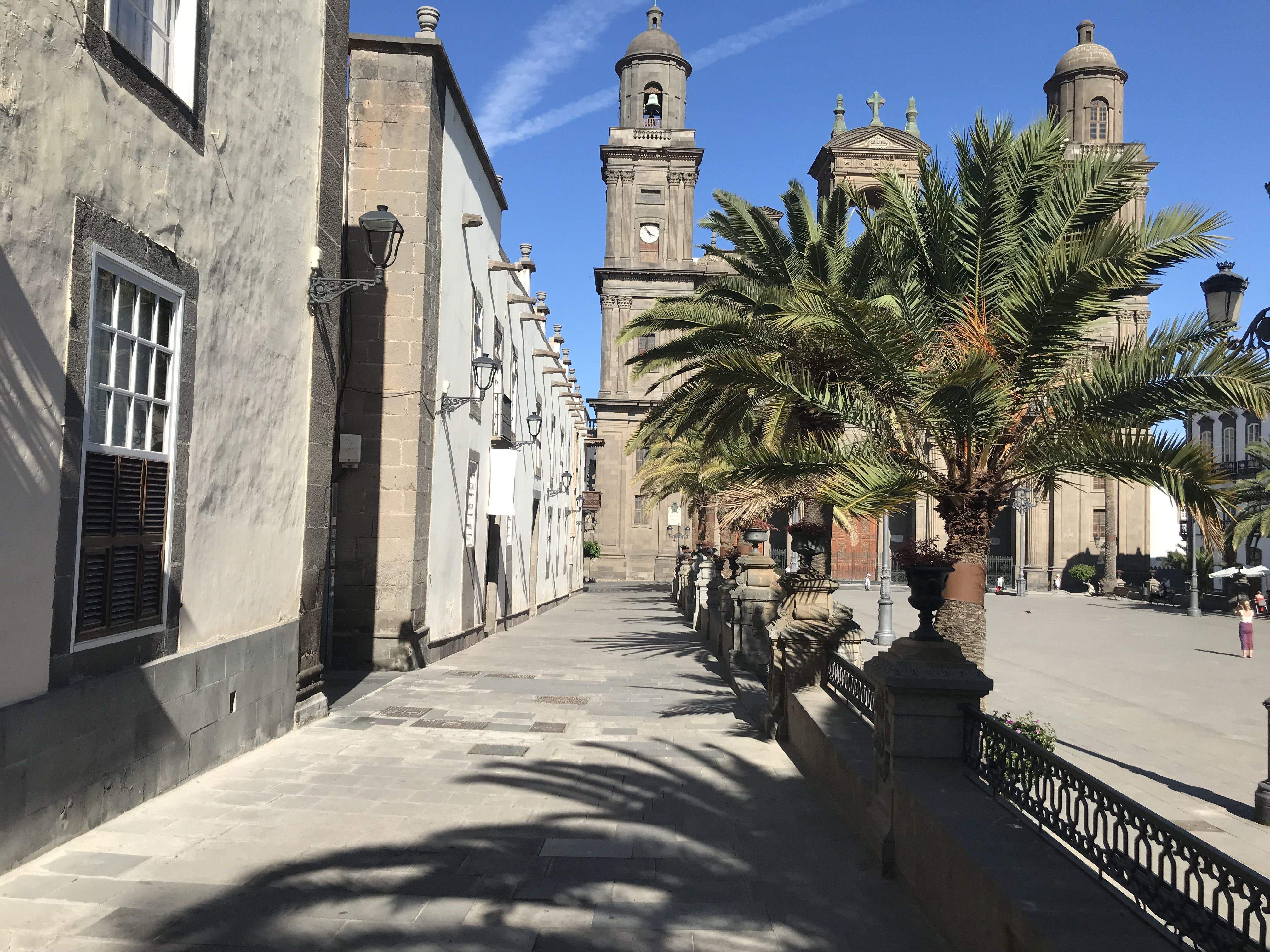 Imagen de las palmeras de la Plaza de Santa Ana
