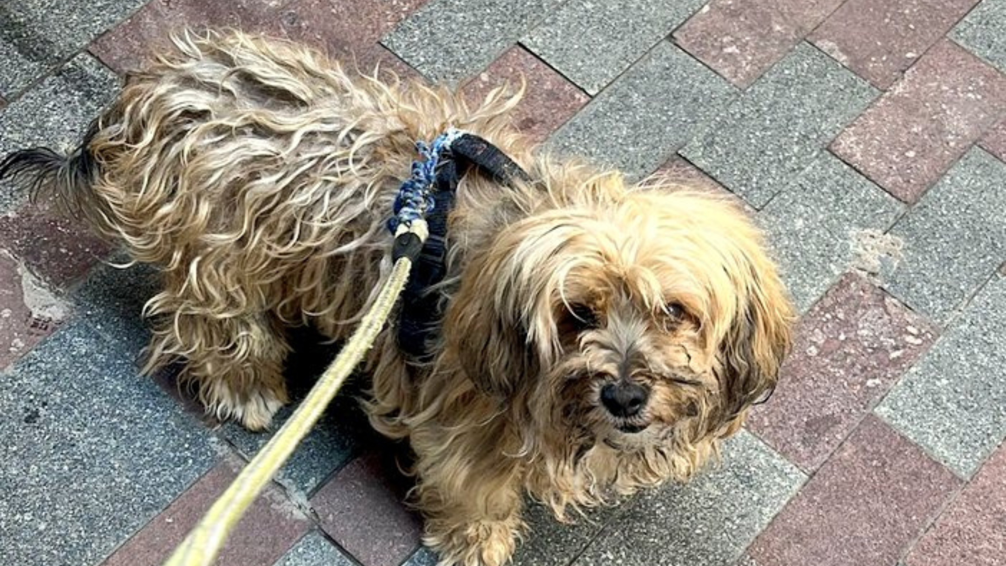 Imagen del perro trasladado a Valle Colino. / Policía Local de Santa Cruz de Tenerife 