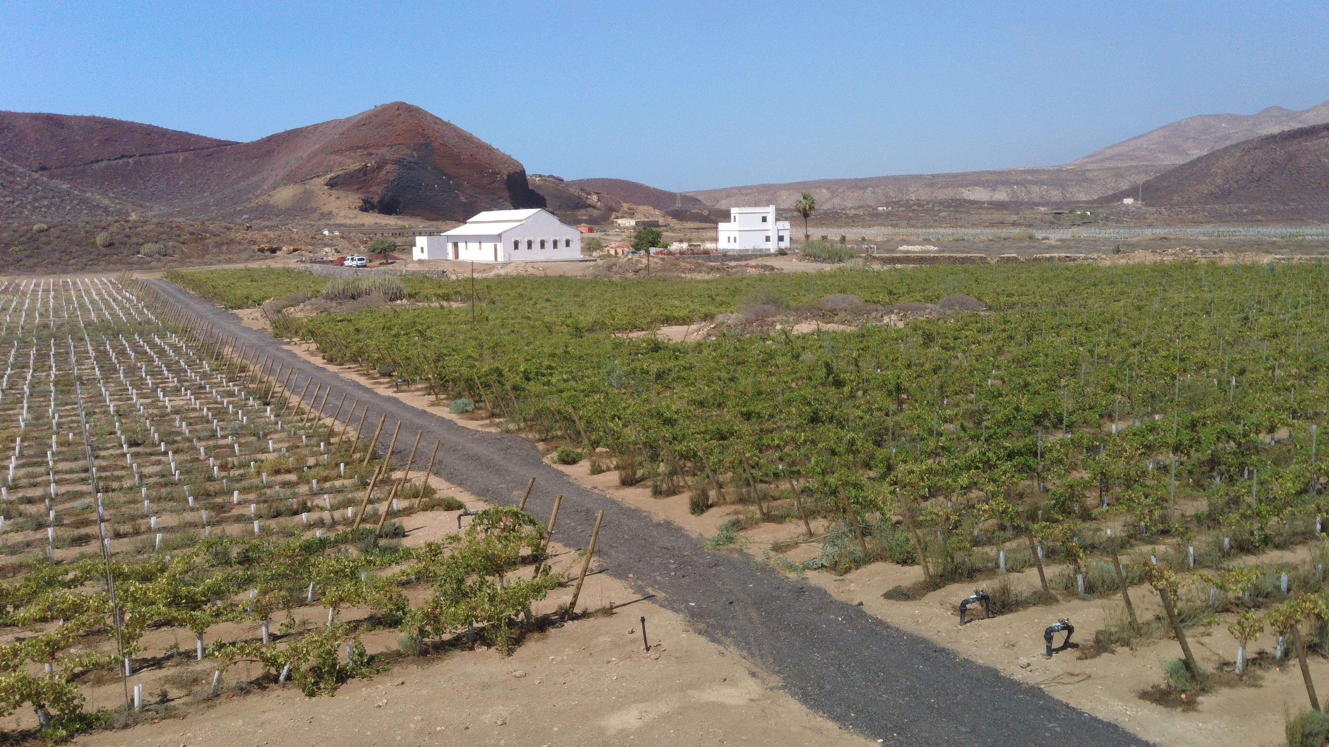 Suelo agrícola en la Reserva del Malpaís de la Rasca./