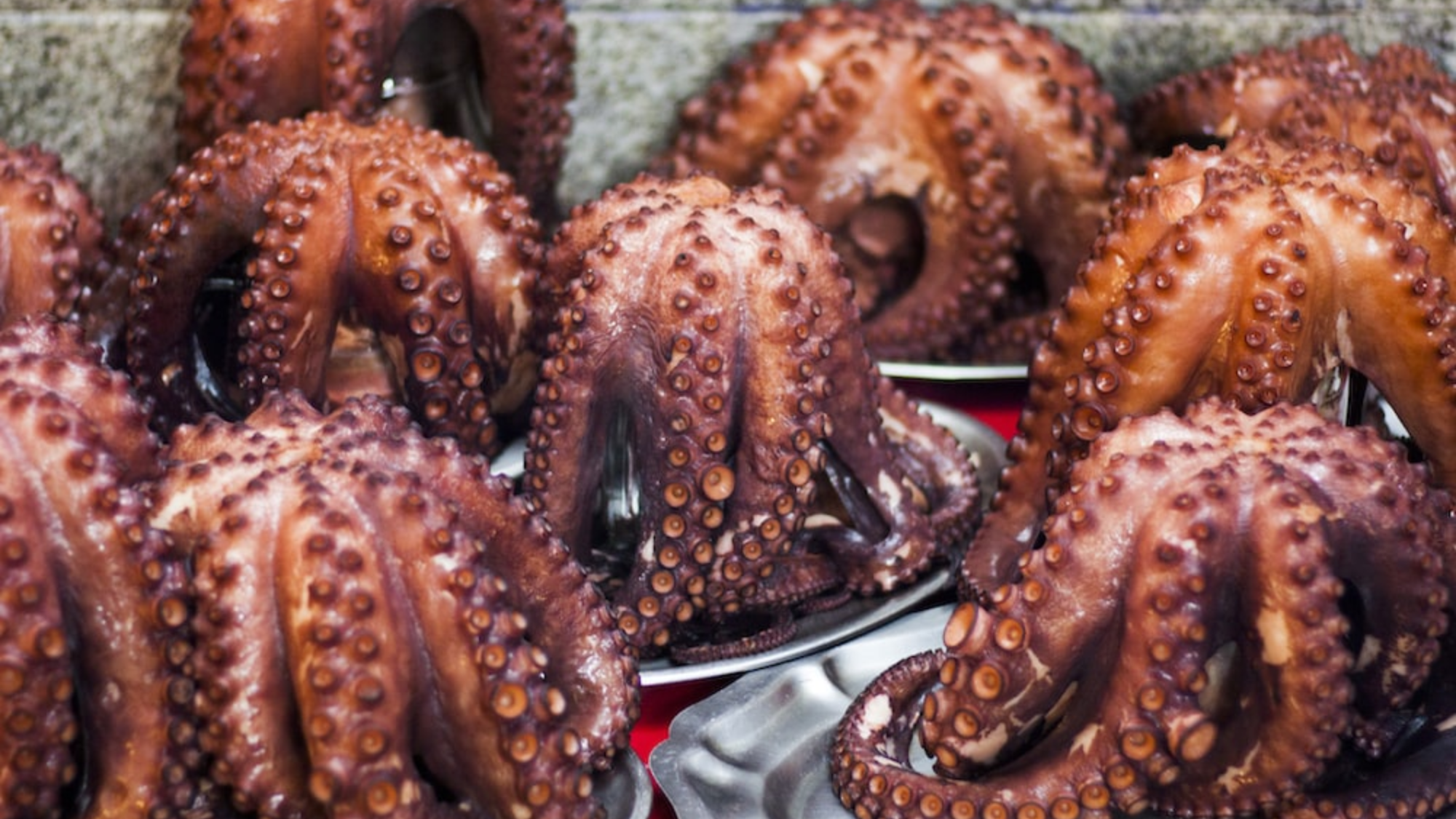Imagen de pulpos./ Unplash