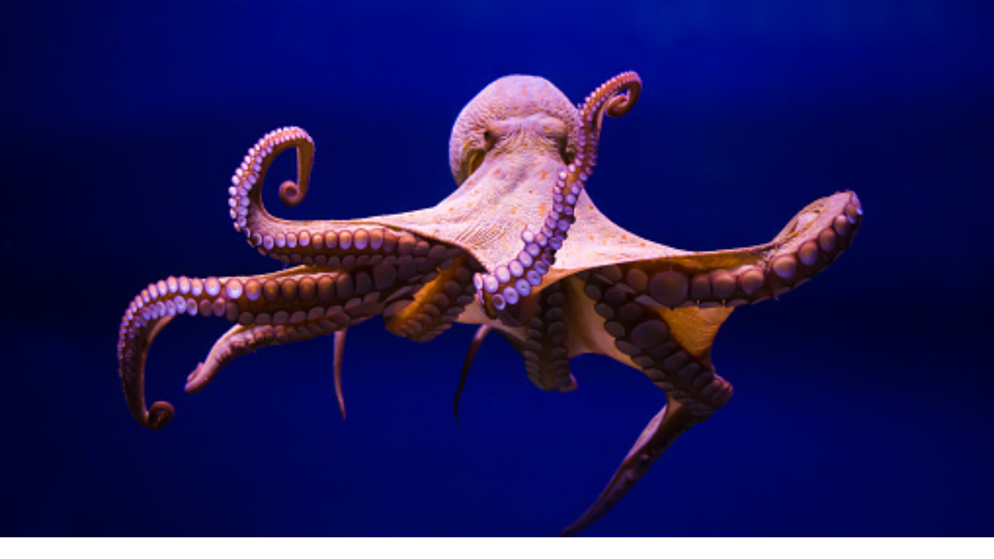 Imagen de un pulpo en su hábitat natural./ Unplash