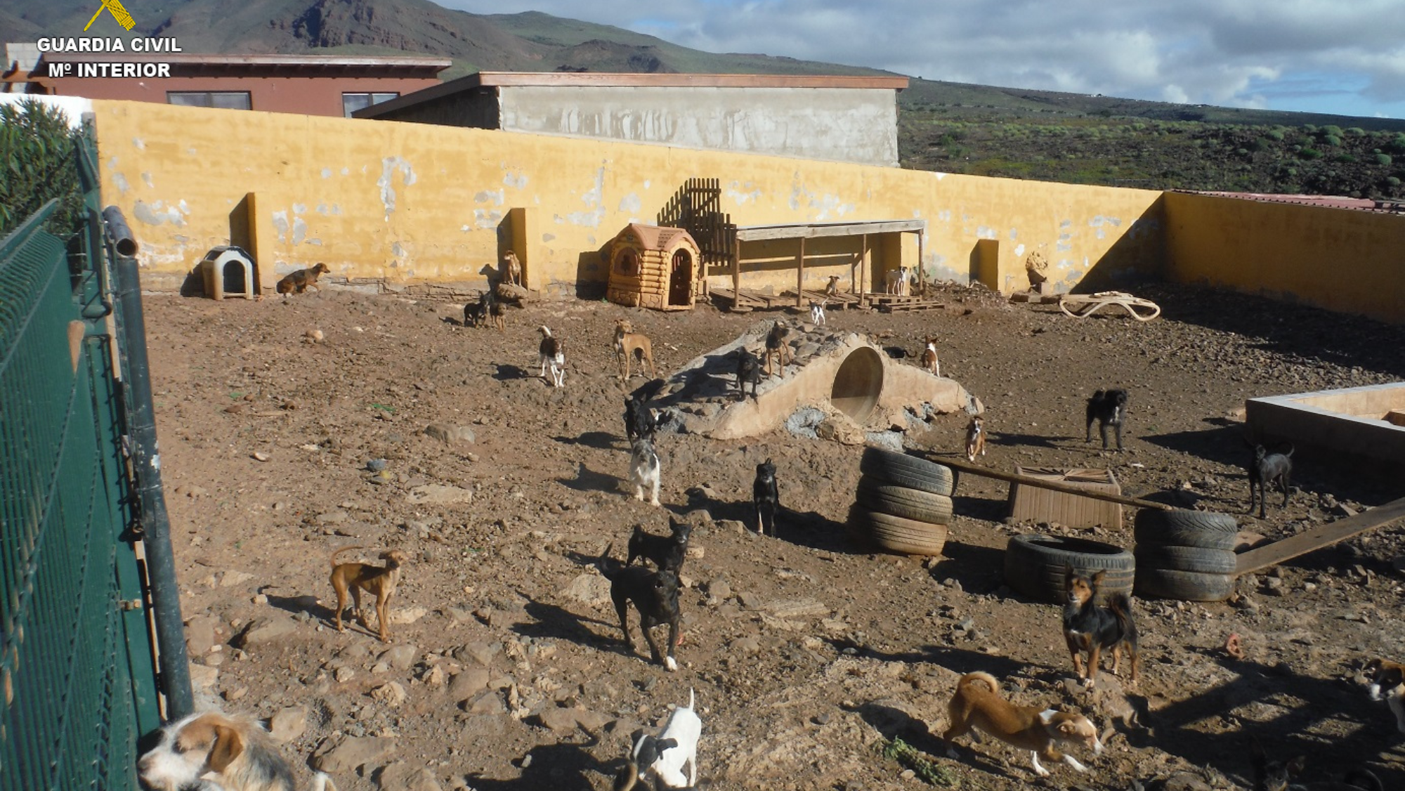  Una asociación exportó 482 perros ilegalmente desde Gran Canaria al Reino Unido. / GC