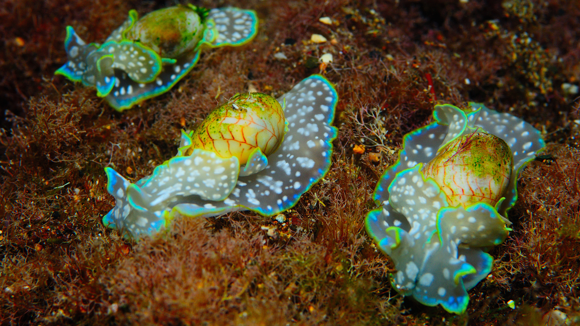 Imagen del Micromelo undatus. /EFE/Aketza Herrero Barrencua