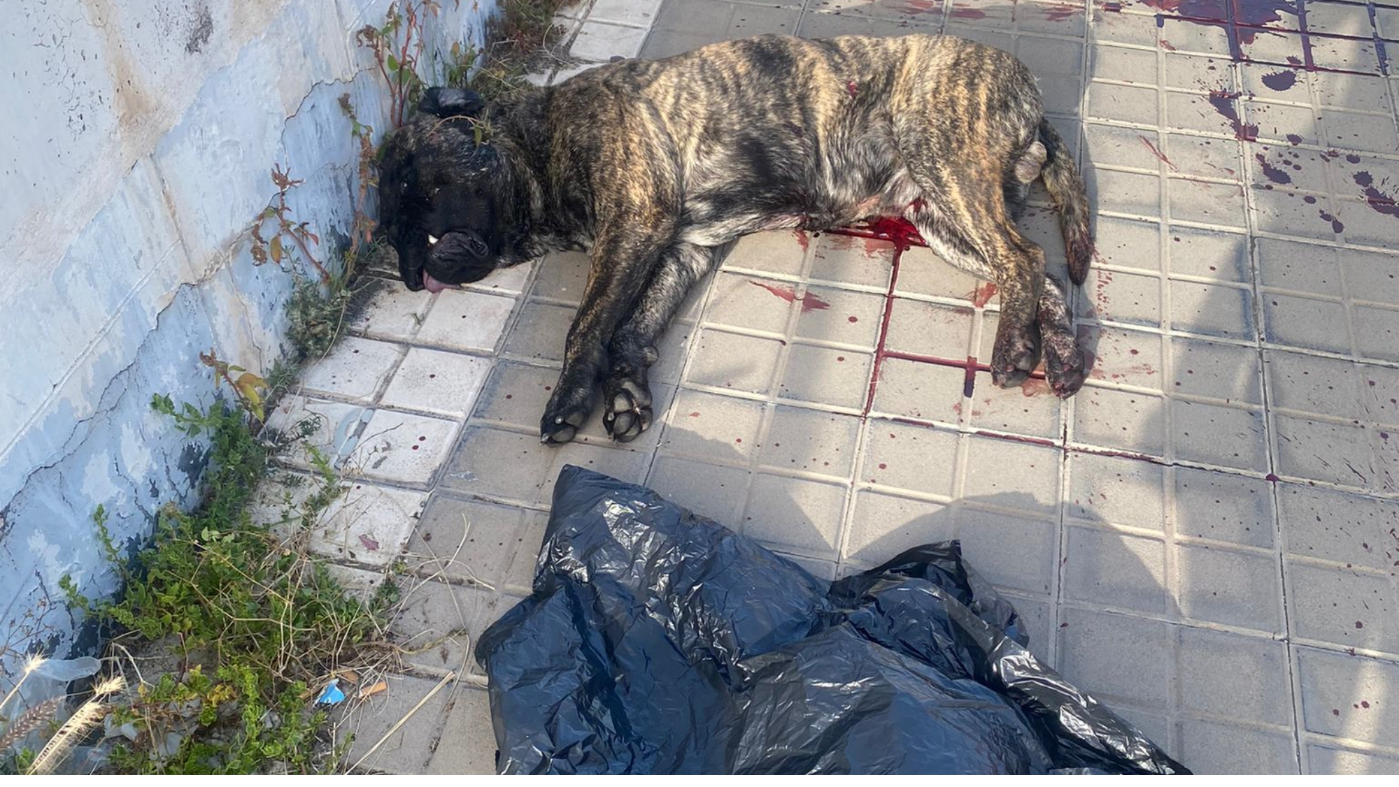 Un Policía Local abate a tiros a un perro que atacó a un hombre y a una mascota. / AH