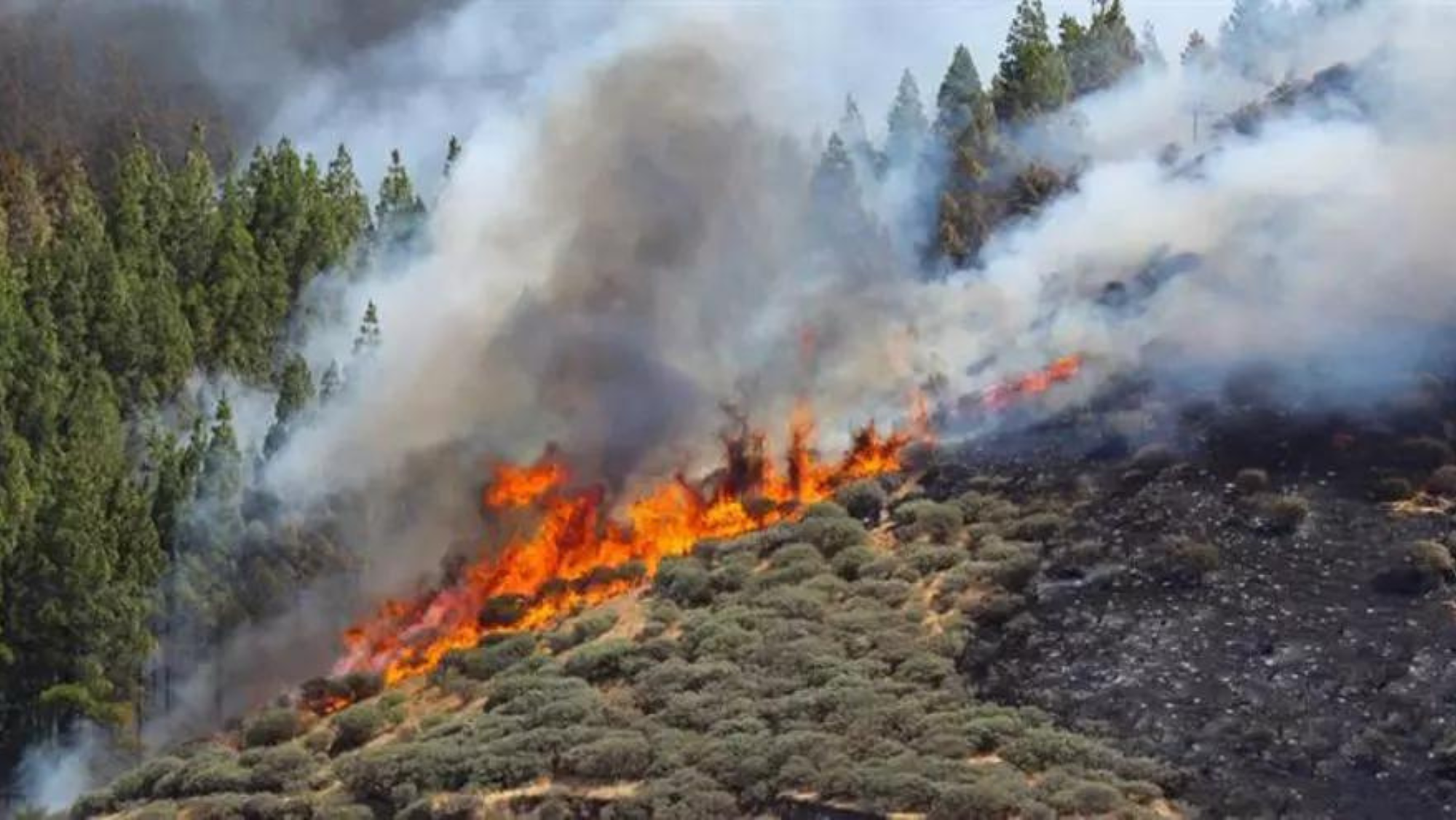 Uno de los últimos incendios de Canarias.  / EFE