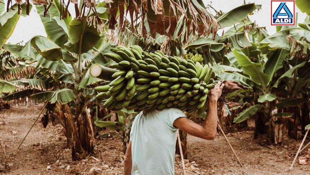 Plátanos de ALDI./ ALDI