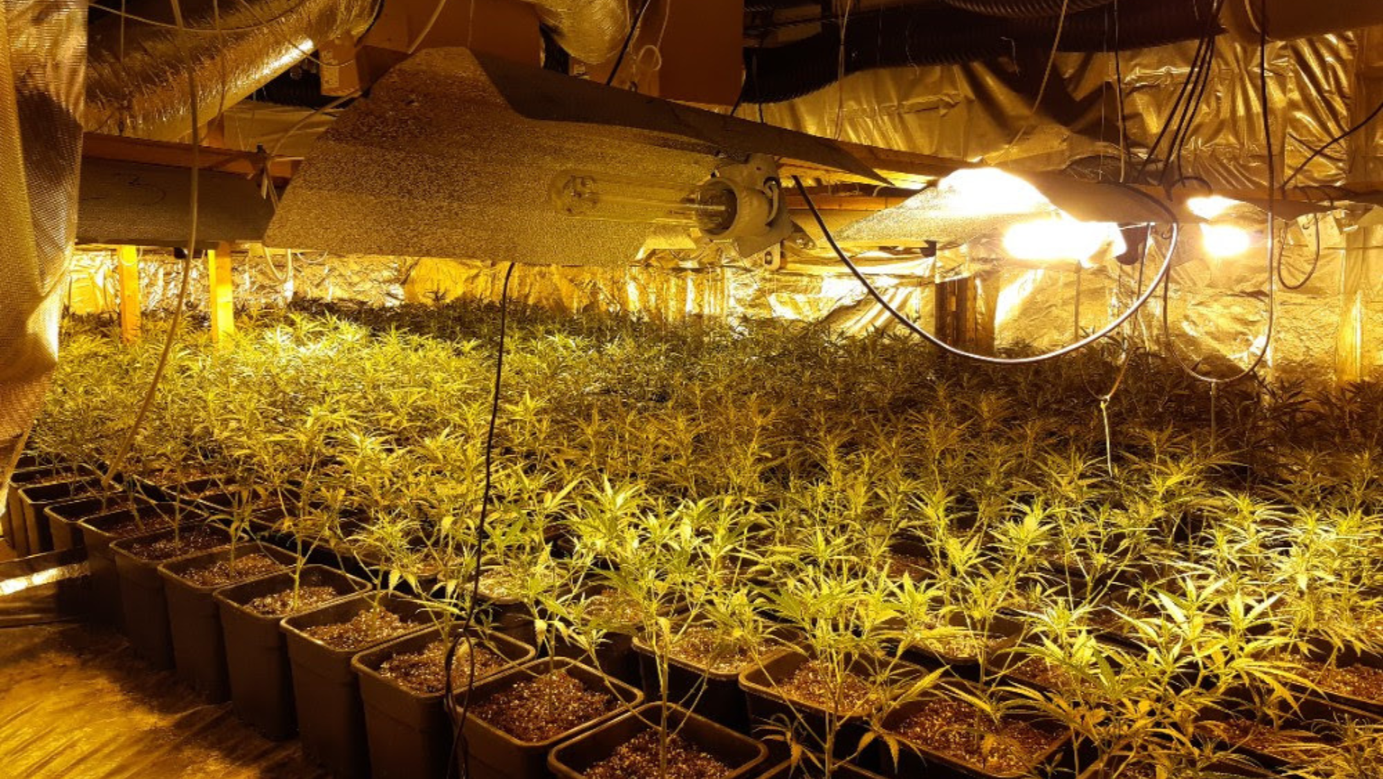 Plantación de marihuana 'indoor'./ ENDESA