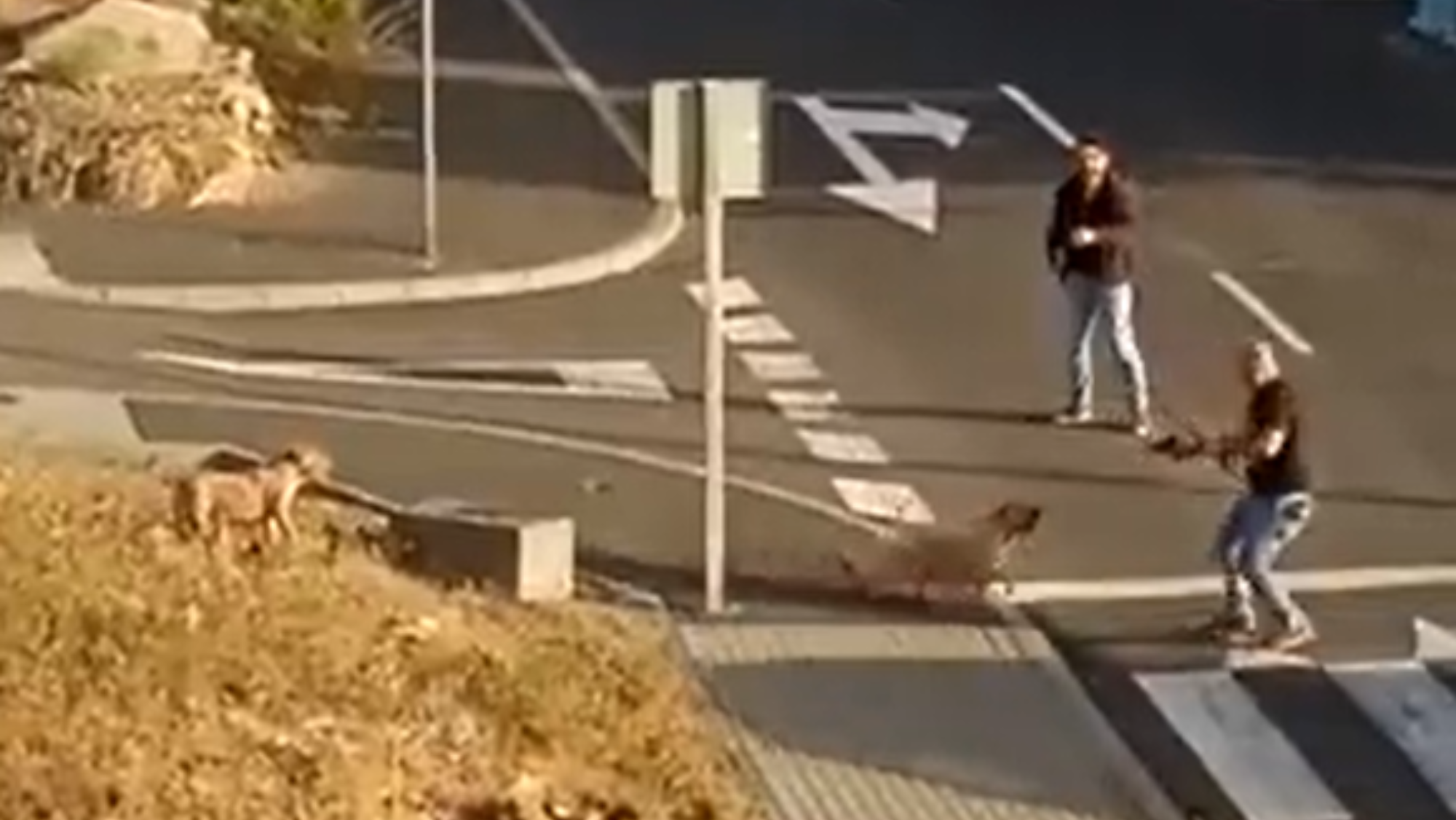 Un policía nacional dispara a unos perros en San Isidro (Tenerife). / REDES