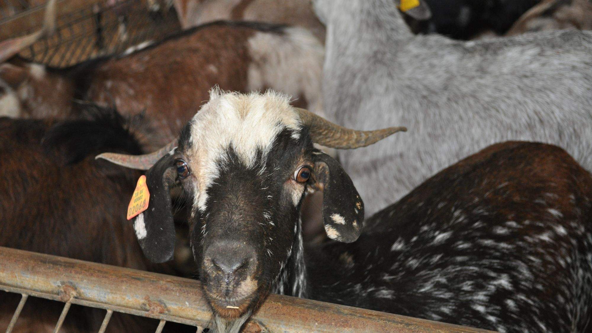 Ganado caprino / CEDIDA