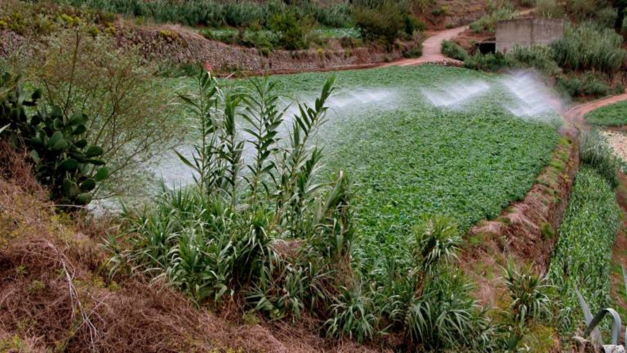 Agua de riego en el sector primario en un cultivo de las Islas Canarias. / GOBIERNO DE CANARIAS