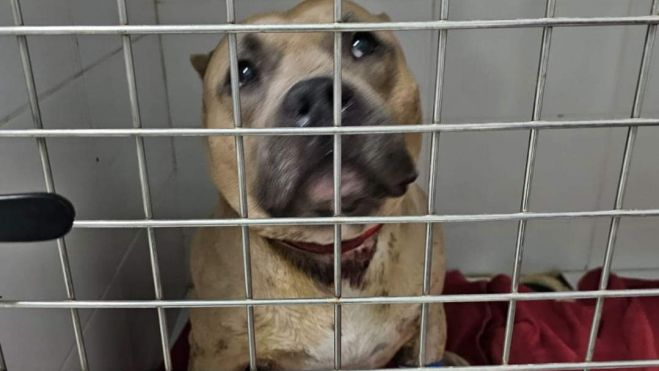 Uno de los perros tiroteados recuperándose./ REDES