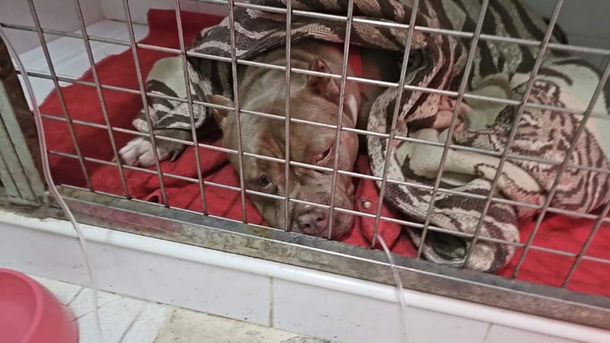 Uno de los perros tiroteados recuperándose./ FACEBOOK