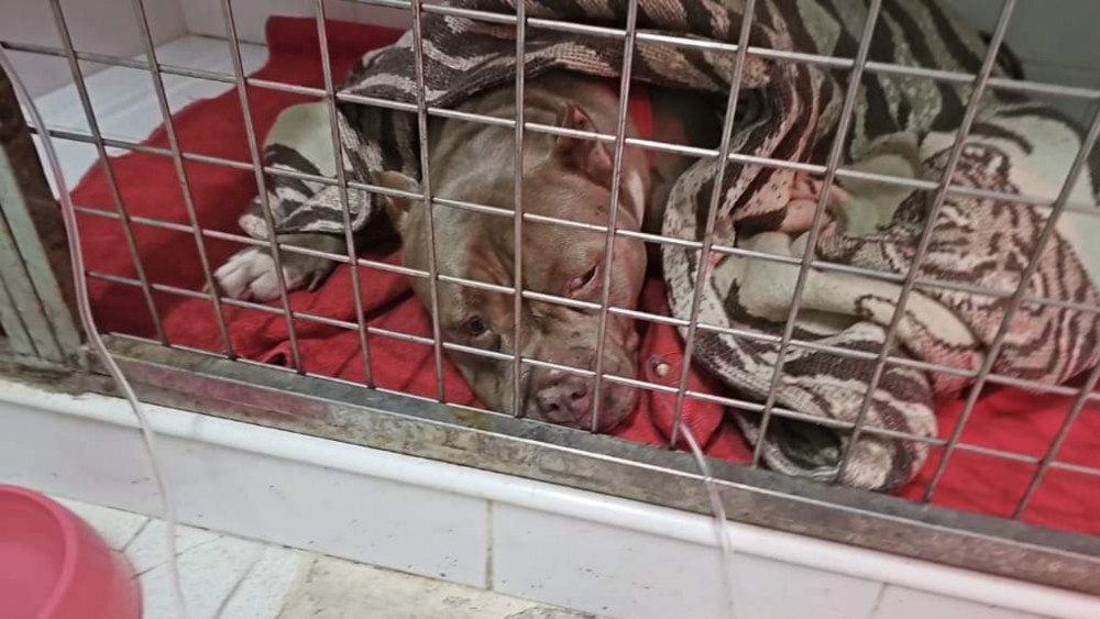 Uno de los perros tiroteados recuperándose./ FACEBOOK Uno de los perros tiroteados recuperándose./ FACEBOOK