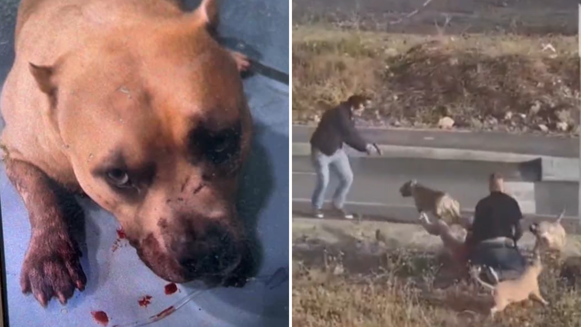 Uno de los perros tiroteados en Tenerife por la Policía Nacional./ REDES