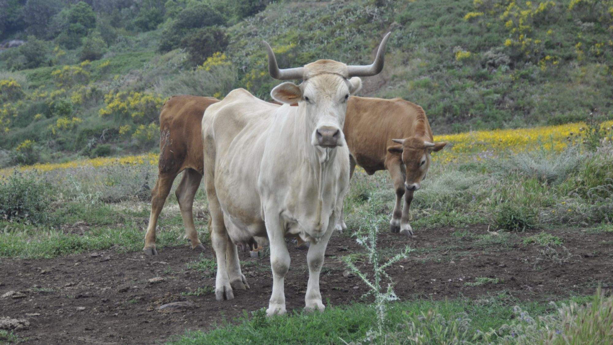 Animales de granja del sector ganadero en Tenerife / CEDIDA