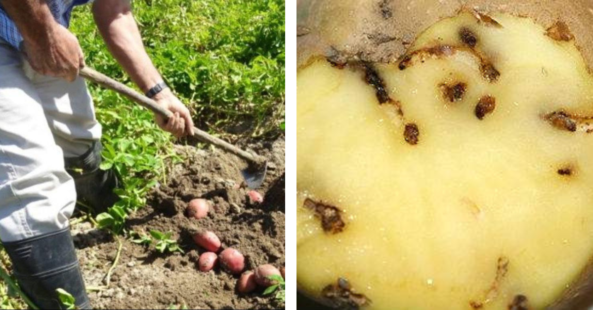 Una persona cavando papas y una papa afectada por la polilla. / MONTAJE AH 