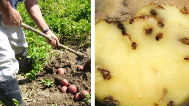 Una persona cavando papas y una papa afectada por la polilla. / MONTAJE AH 