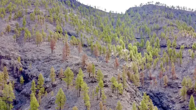 Gran Canaria Mosaico es una estrategia de prevención de grandes incendios forestales / CABILDO DE GRAN CANARIA