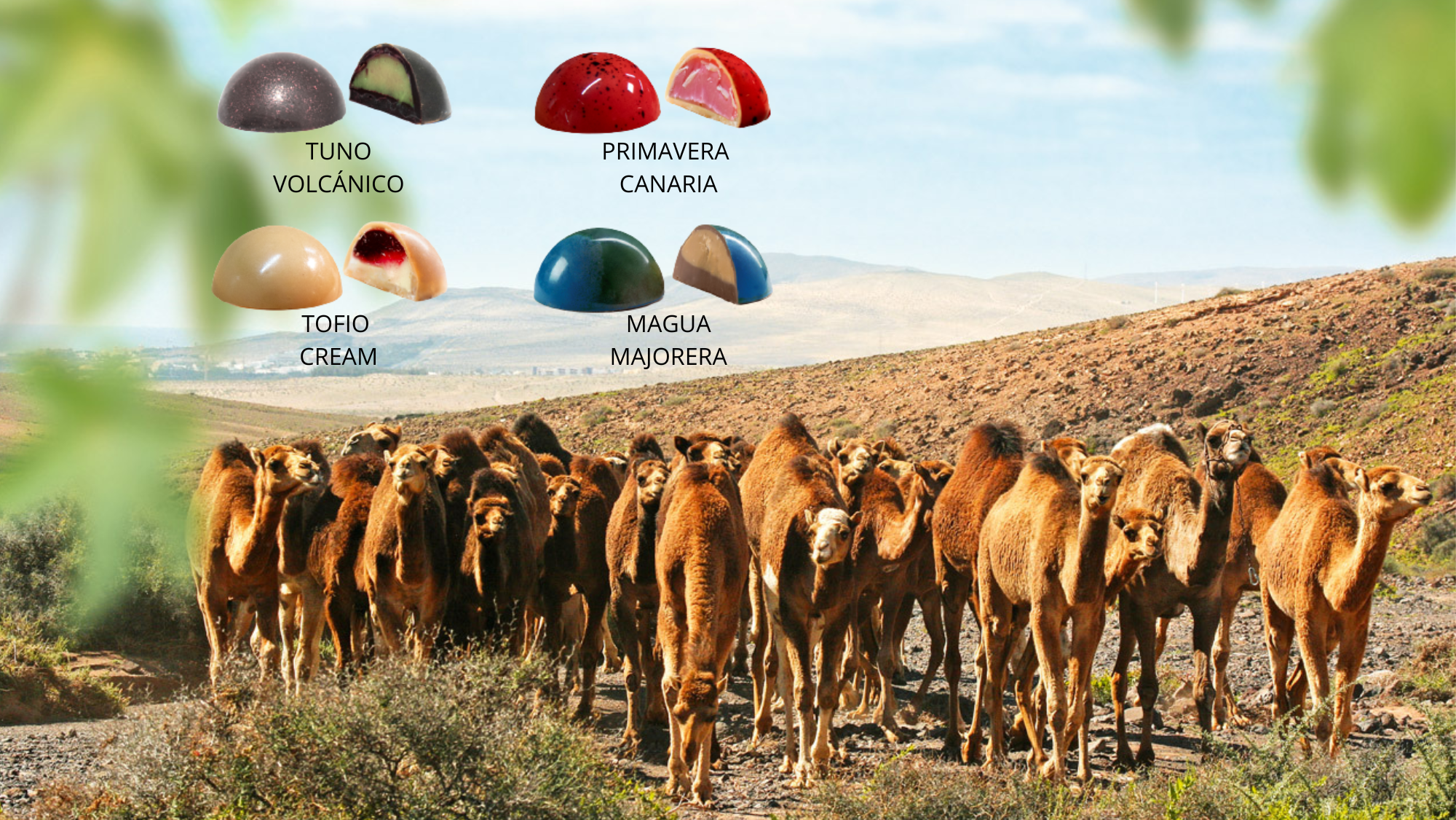 Bombones con leche de camella, la nueva exquisitez de Fuerteventura / DROMEMILK