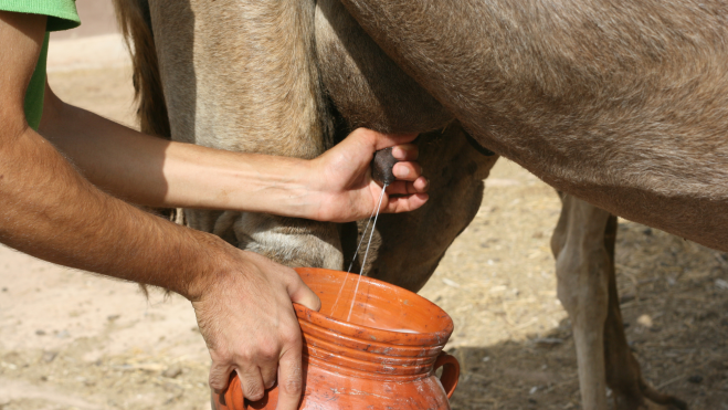 La leche de camella tiene múltiples beneficios / DROMEMILK