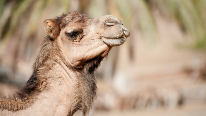 Un camello de Oasis WildLife / DROMEMILK