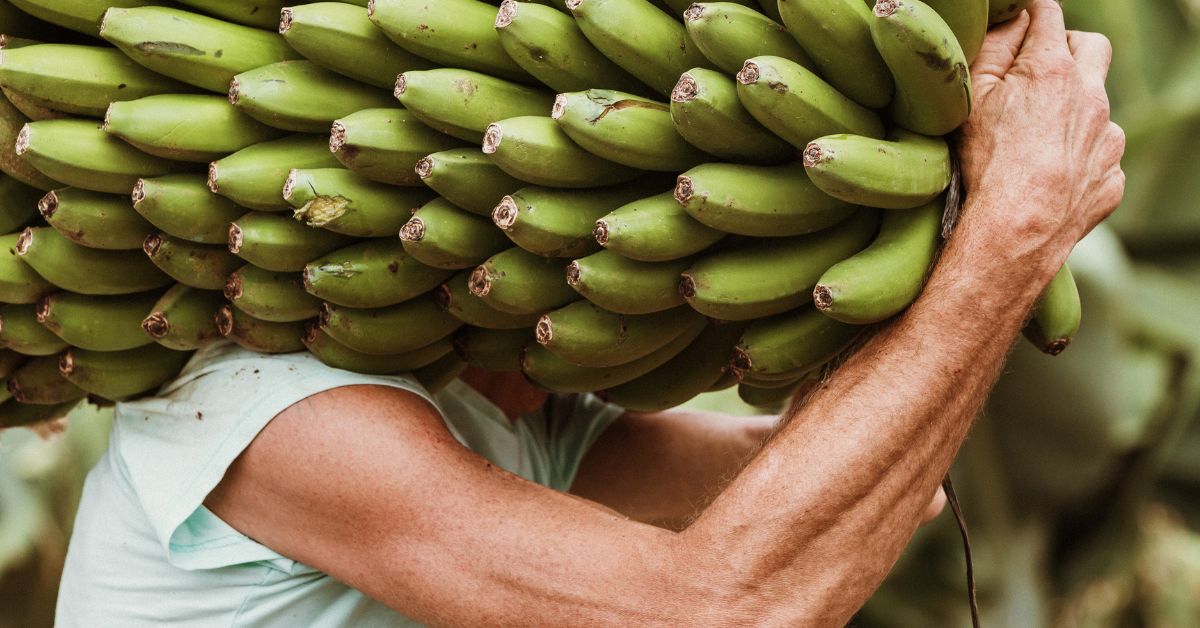 Un trabajador de una finca carga con una mano de plátanos. / AH